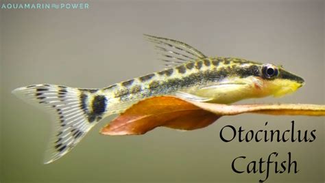 ottos fish|Care Guide for Otocinclus Catfish — Pe.